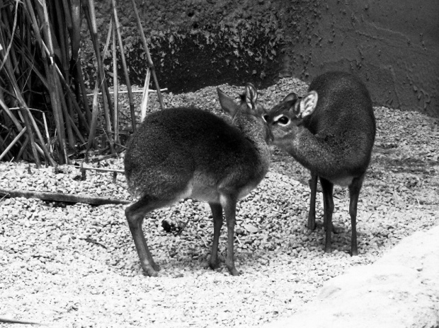 Dikdik