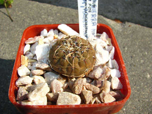 Gymnocalycium platygonum P 216