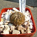 Gymnocalycium platygonum P 216