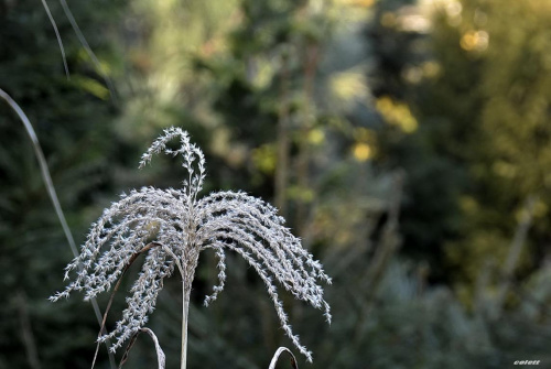 ulubiony obiekt zimowych zdjęć - miskant chiński i jego nasienniki #ogród #przyroda #zima