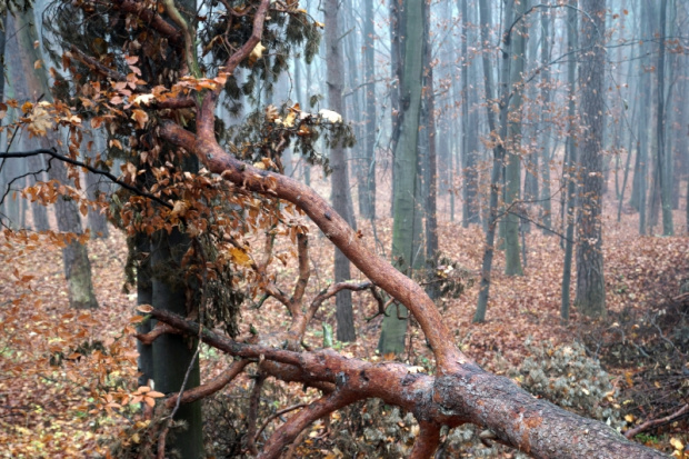 świętokrzyskie, Kielce