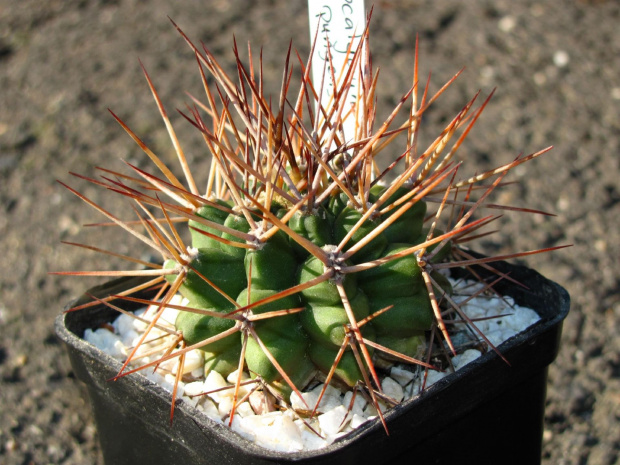 Gymnocalycium pungens