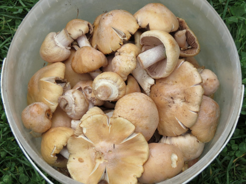 Te niepozorne grzyby są jadalne i bardzo smaczne..
ich nazwa brzmi płachetka kołpakowata, potocznie nazywane są też niemkami albo turkami.