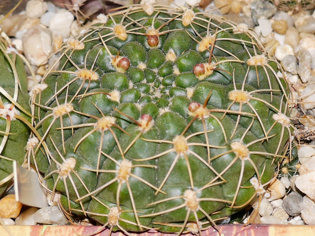Gymnocalycium leanum #kaktusy