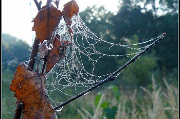 po deszczu #krople #pajaki #PrawieJesień