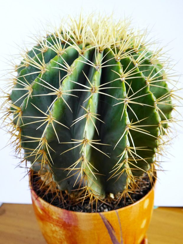 Ferocactus glaucescens #kakatusy