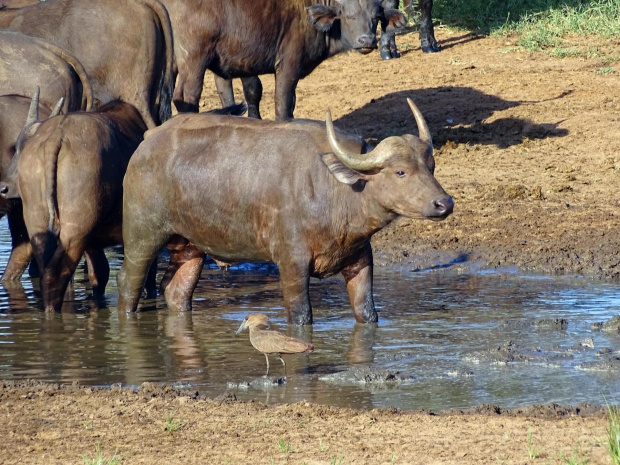 #Kenia