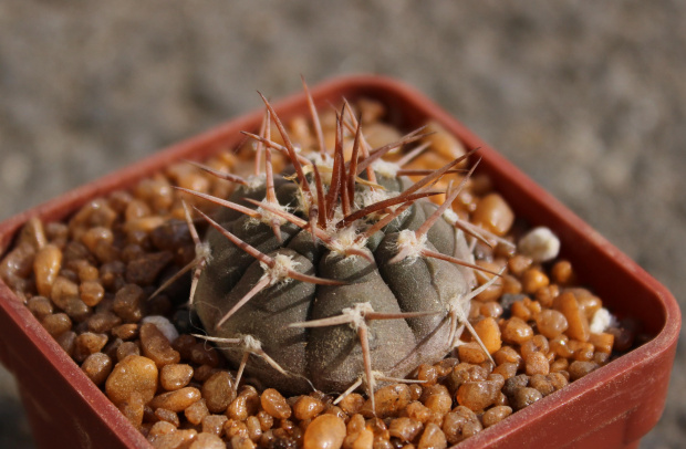 Gymnocalycium glaucum