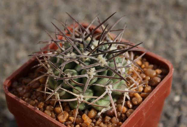 Gymnocalycium schickendantzii JO 809.02