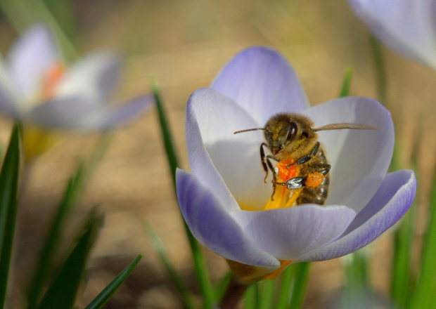 Wiosna!!!! Dziś +16 stopni, słoneczko :))) Pierwsza pszczoła :)