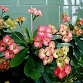 Wilczomlecz lśniący – Euphorbia millii