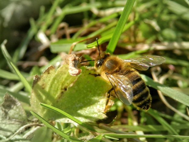 Świat makro obudził się !