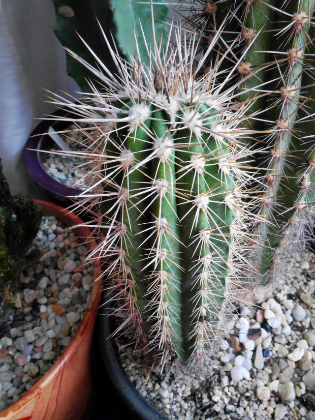 Pachycereus #kaktusy