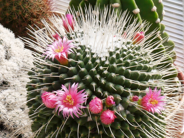 Mammillaria spinosissima v. monospina #kaktusy