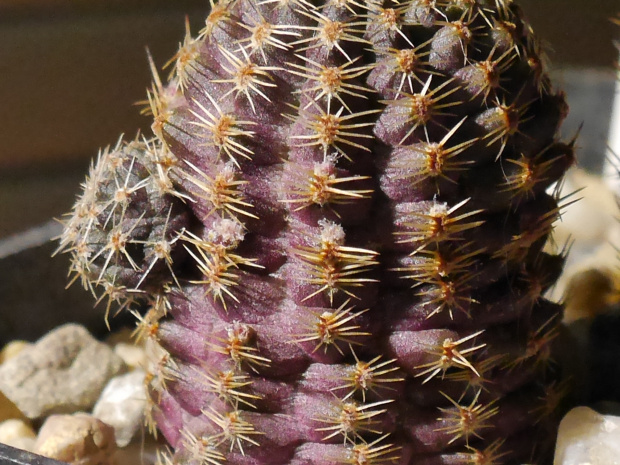 Mediolobivia haagei var. orurensis HS 170 #kaktusy