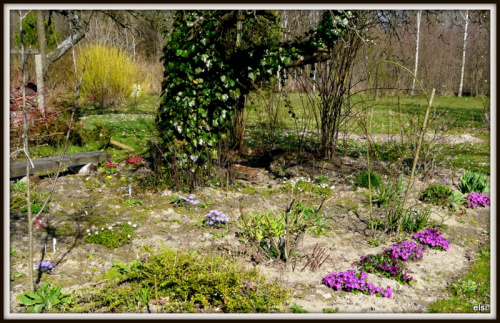ogród #wiosna