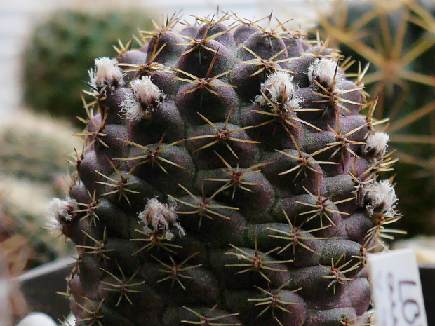 Mediolobivia haagei var. violascens f. odehnalii SE 109 #kaktusy