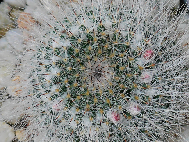 Mammillaria hahniana #kaktusy