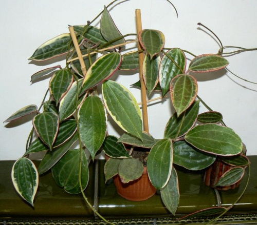 macrophylla variegata