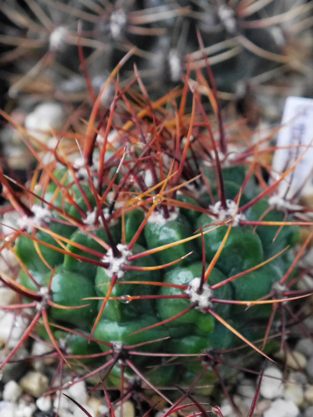 Gymnoalycium mostii #kaktusy