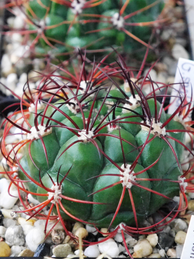 Gymnocalycium saglionis #kaktusy