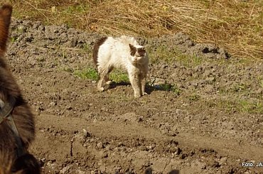 #GILDOWiernyDruh #Jangcy #OwczarekNiemiecki #Parys #PsieZaprzęgi