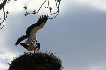 bocianie figle :) #bociany #Chomiąża #ptaki #wieś #wiosna