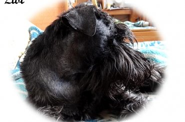 #pies #sznaucer #SznaucerMini #sznup #Zibi