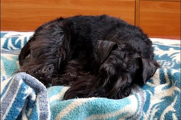 #pies #sznaucer #SznaucerMini #sznup #Zibi