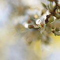 Biała wiosna ... #białe #kwiaty #drzewo #owocowe #wiosna