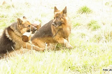 #GILDOWiernyDruh #Jangcy #OwczarekNiemiecki #Parys #PsieZaprzęgi