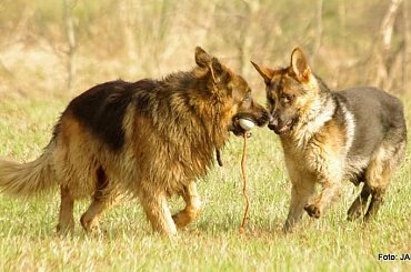 #GILDOWiernyDruh #Jangcy #OwczarekNiemiecki #Parys #PsieZaprzęgi