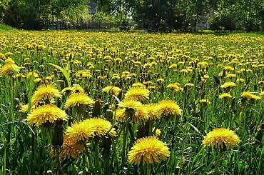 moja łąka wiosennie #wiosna #mlecze