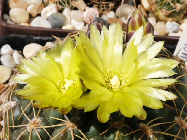 Gymnocalycium leeanum #kaktusy