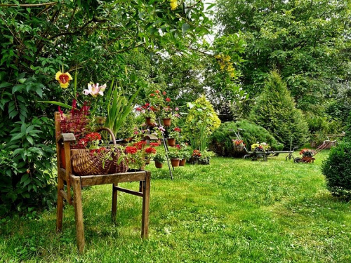 w moim ogrodzie #kwiaty #ogrody