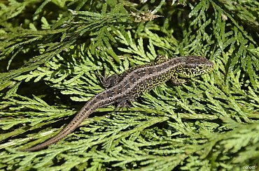 Mistrzyni mimikry - Jaszczurka zwinka (Lacerta agilis) #ogród #przyroda #zwierzęta