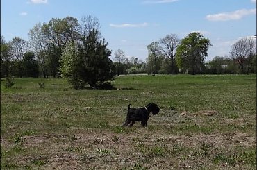 #Bug #pies #sznaucer #zalew #Zibi