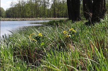 #Bug #pies #sznaucer #zalew #Zibi