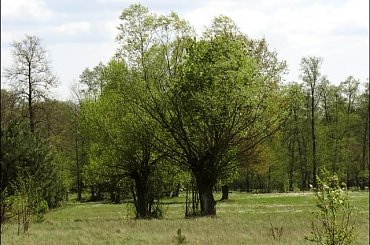 #Bug #pies #sznaucer #zalew #Zibi