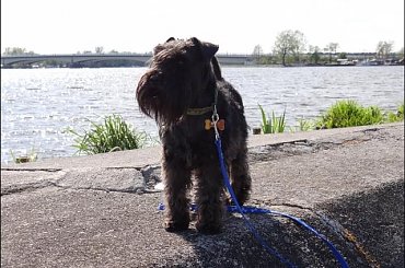 #Bug #pies #sznaucer #zalew #Zibi