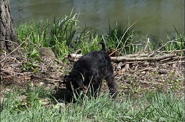 #Bug #pies #sznaucer #zalew #Zibi