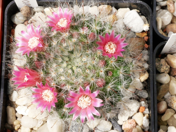 Mammillaria bocasana #kaktusy