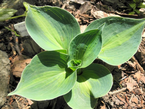 Hosta 'Rhino Hide'