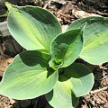 Hosta 'Rhino Hide'