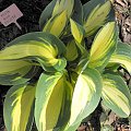 Hosta 'High Society'