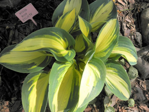 Hosta 'High Society'