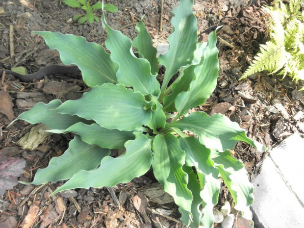 Hosta 'Blue Cascade'