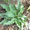 Hosta 'Blue Cascade'