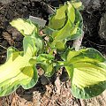 Hosta 'Golden Meadows'