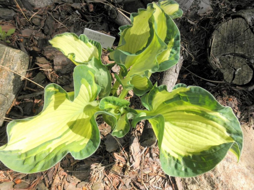 Hosta 'Golden Meadows'